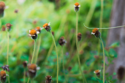 Close-up of honey bee on plant