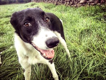 Portrait of dog on field