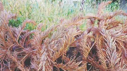Close-up of plants