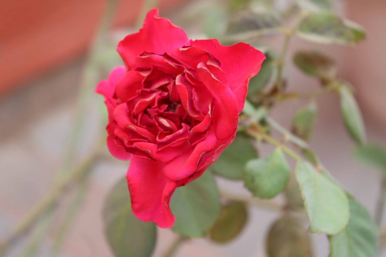 CLOSE-UP OF RED ROSE AGAINST BLURRED PLANTS