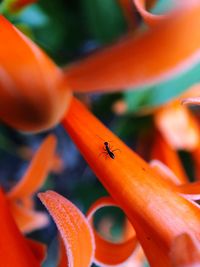 Close-up of insect on flower