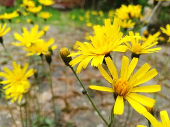 Close-up of yellow flower