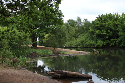 Scenic view of lake by trees in forest