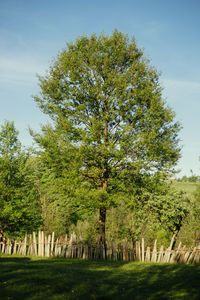 Trees on field against sky