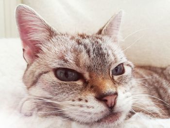 Close-up portrait of a cat