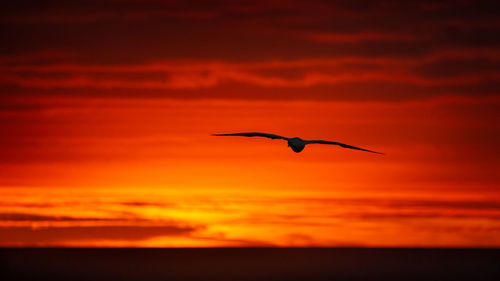 Seagull flying in sky during sunset