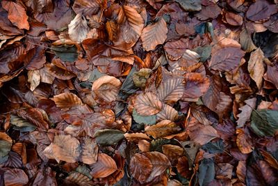 Full frame shot of dried autumn leaves