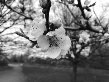 Close-up of apple blossoms in spring