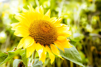 Close-up of sunflower