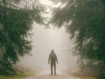 A foggy walk through the forest