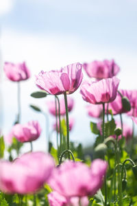 Close-up of pink flowering plant against sky