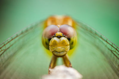 macro photography