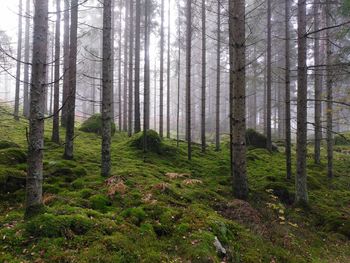 Pine trees in forest