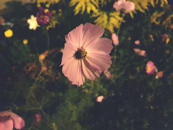 Close-up of pink cosmos flower in park