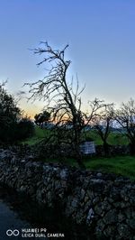 Trees against sky