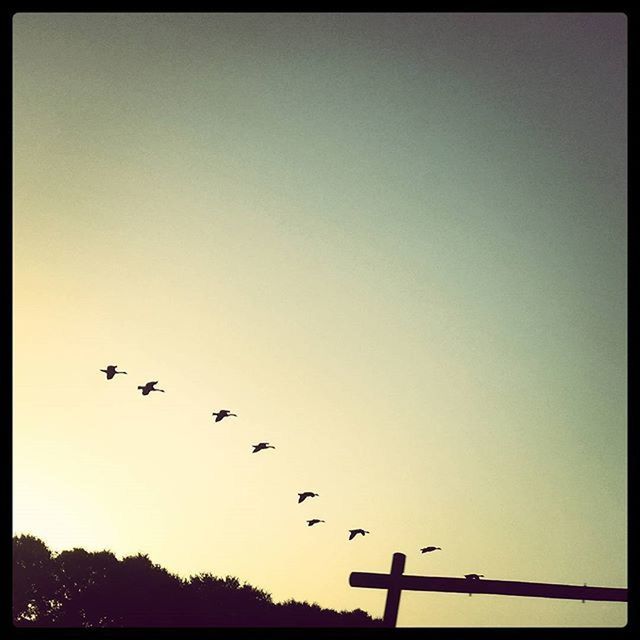 bird, clear sky, animal themes, flying, animals in the wild, silhouette, low angle view, wildlife, copy space, transfer print, flock of birds, auto post production filter, nature, sky, tree, outdoors, beauty in nature, sunset, dusk