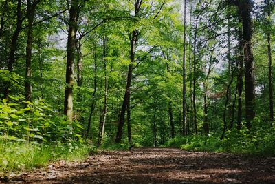 Footpath amidst trees in forest