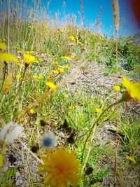 Close-up of yellow flowering plant on field