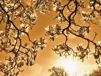 Low angle view of bare trees against sky