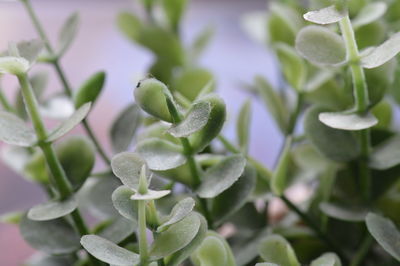 Close-up of green flowers