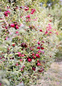 Close-up of red berries on plant