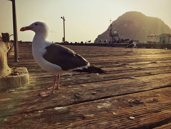 Side view of seagull perching on wood against sky