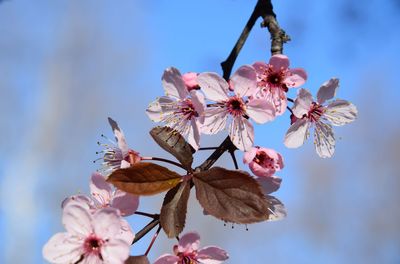 Close-up of pink cherry blossoms against sky