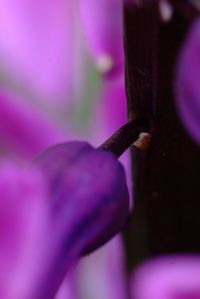 Close-up of honey bee on purple flower