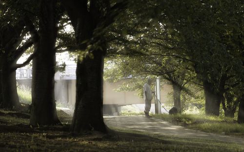 Trees growing in park