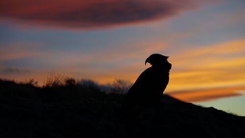 Silhouette bird against sky during sunset