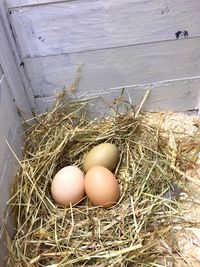 High angle view of eggs