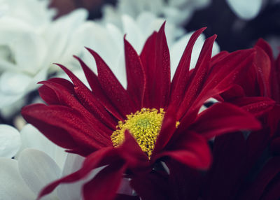 Close-up of red flower blooming outdoors