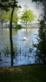 Swan swimming in lake