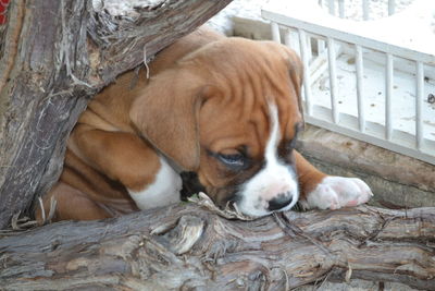 Close-up of dog relaxing outdoors