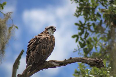 Low angle view of eagle perching on tree against sky