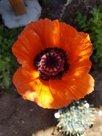 Macro shot of flower