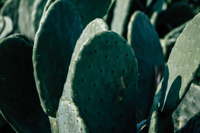 Full frame shot of succulent plants