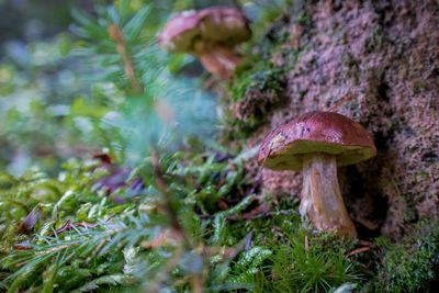 Close-up of mushroom growing in forest