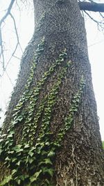 Low angle view of trees