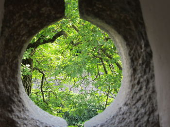 Trees seen through hole at park