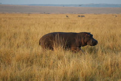 Hippopotamus on grassy field