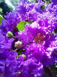 Close-up of purple flowers