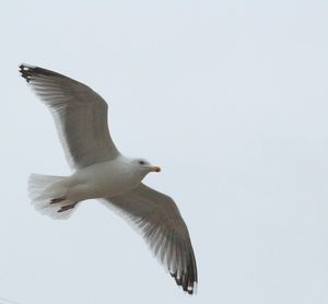 Low angle view of seagull flying against clear sky