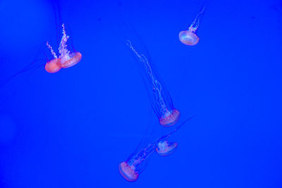 Close-up of jellyfish against blue background