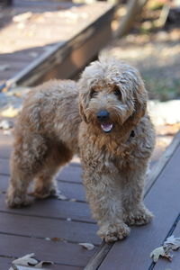 Close-up of goldendoodle