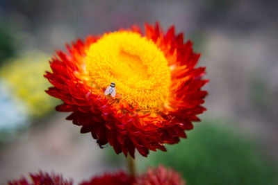 Close-up of bee on red flower