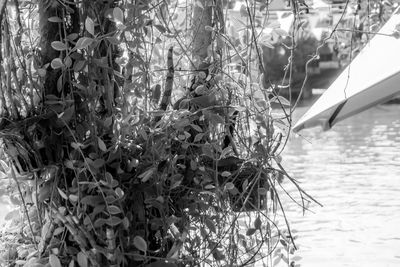 Close-up of tree against sea