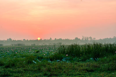 Scenic view of field against sky during sunset