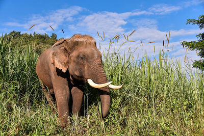 View of elephant on field