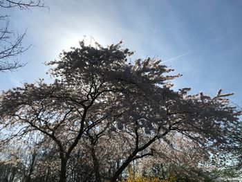 Low angle view of bare tree against sky